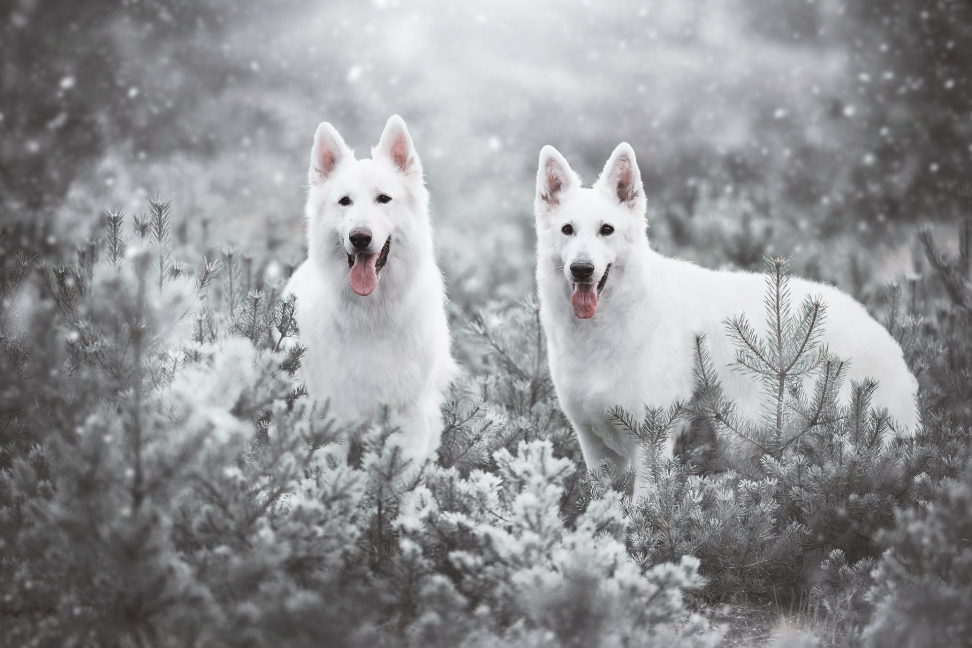 Two white Swiss Shepherd dogs stand alert in a snowy forest, captured in a high-definition PC desktop wallpaper showcasing a serene winter scene.