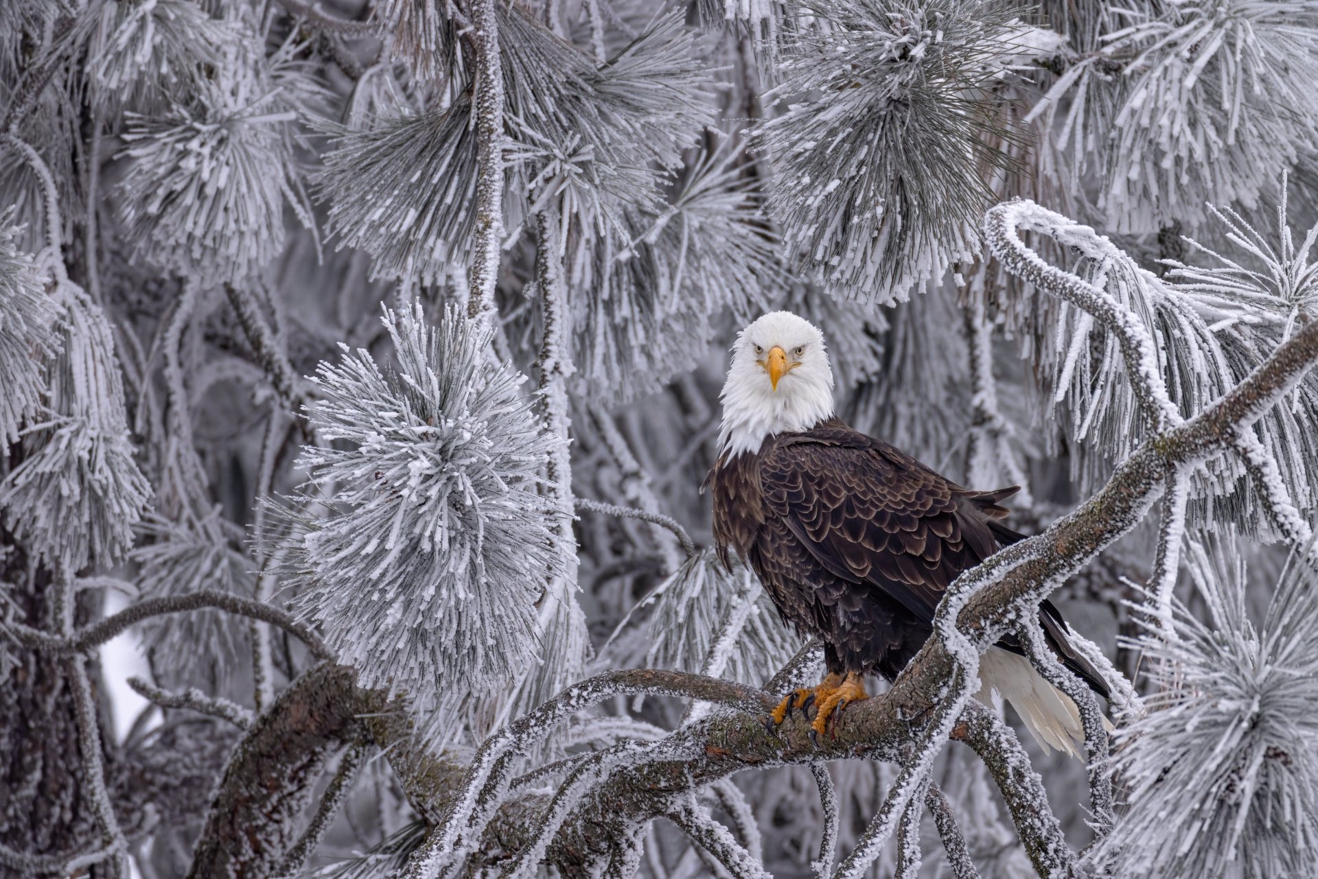 Download Animal Bald Eagle 4k Ultra HD Wallpaper