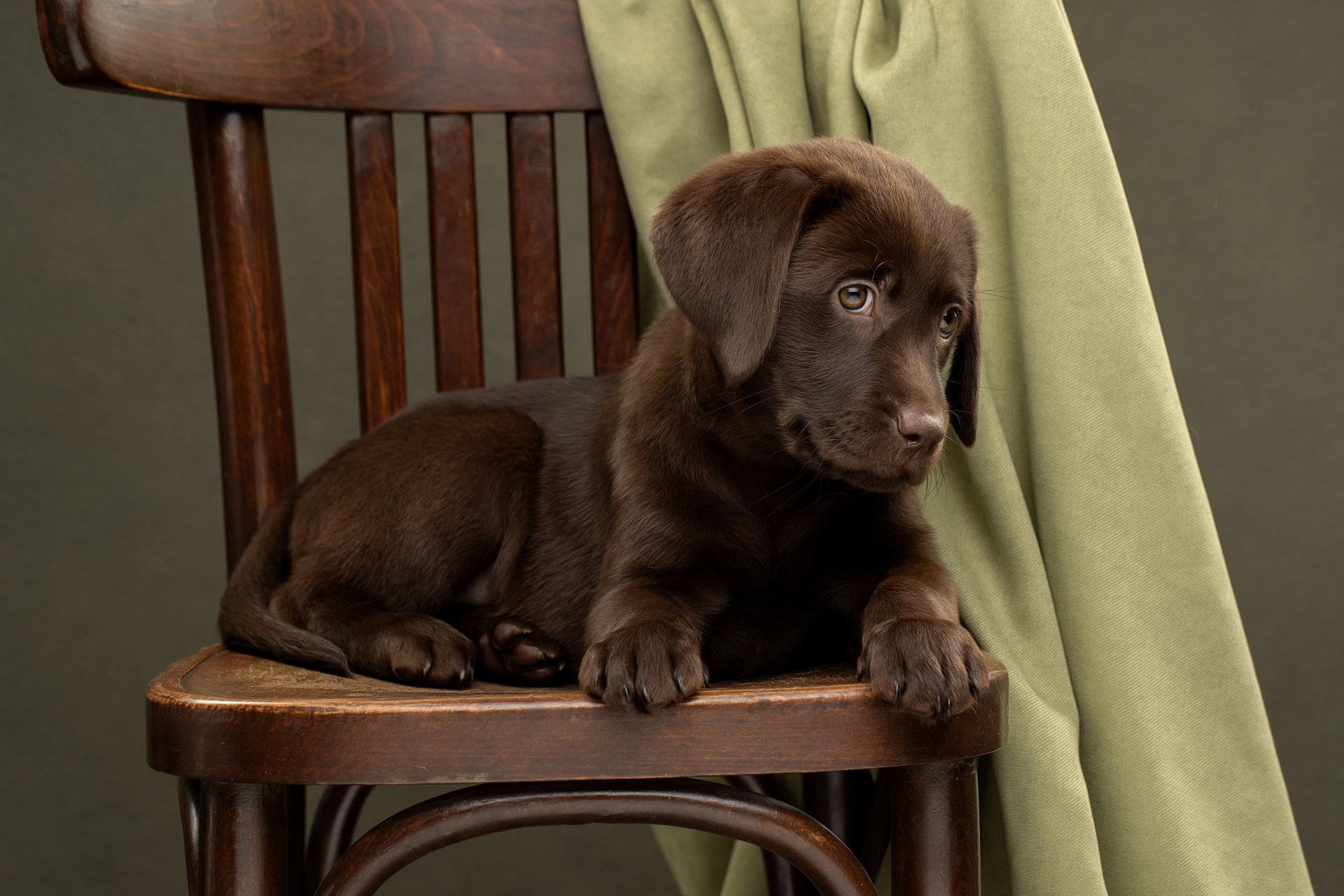 HD desktop wallpaper of a chocolate Labrador puppy resting on a wooden chair with a green drape in the background.