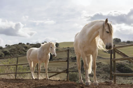 Two white horses standing near a wooden fence in a rural landscape, captured in stunning 8K Ultra HD quality for a PC desktop wallpaper and background.
