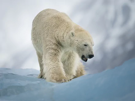Animal polar bear HD Desktop Wallpaper | Background Image