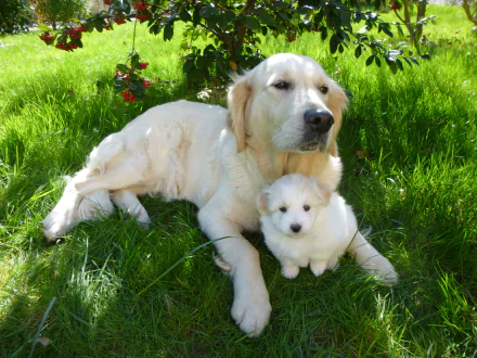 4K Ultra HD PC desktop wallpaper: animal/dog — an adult golden retriever lying on lush green grass with a small white puppy nestled at its paws under leafy shade.