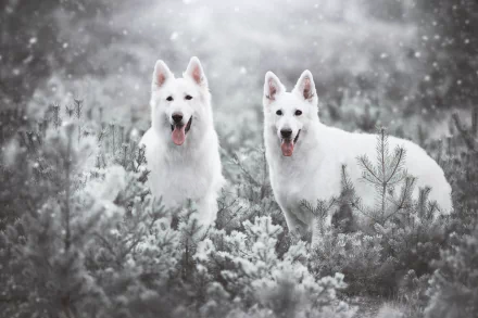 Two white Swiss Shepherd dogs stand alert in a snowy forest, captured in a high-definition PC desktop wallpaper showcasing a serene winter scene.