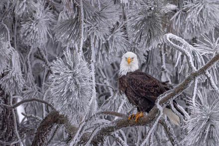 Animal bald eagle HD Desktop Wallpaper | Background Image