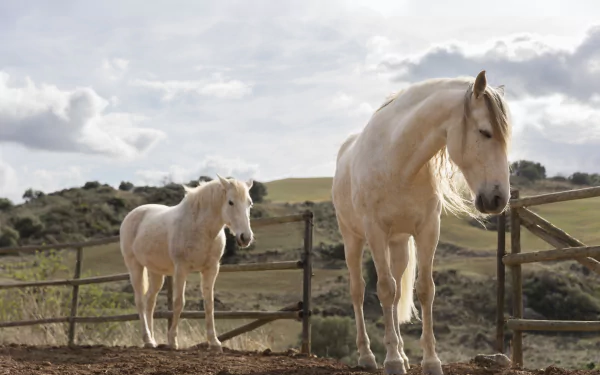 Two white horses standing near a wooden fence in a rural landscape, captured in stunning 8K Ultra HD quality for a PC desktop wallpaper and background.