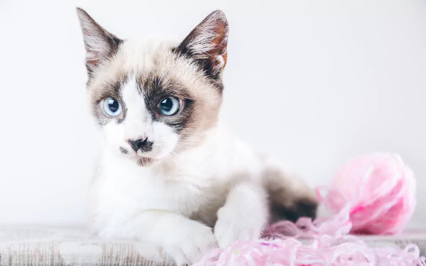 kitten Animal cat HD Desktop Wallpaper | Background Image