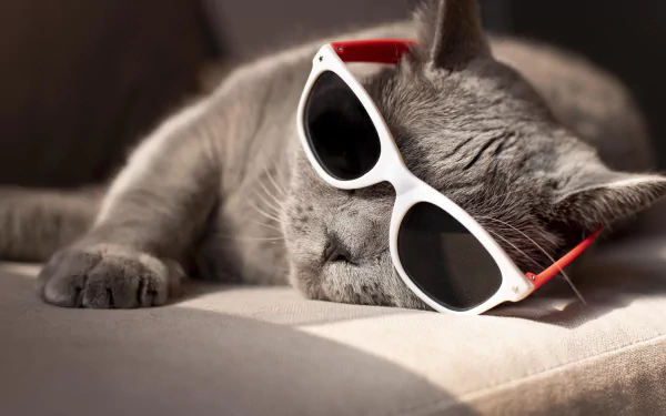 sunglasses Animal cat HD Desktop Wallpaper | Background Image