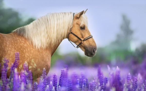 Animal Horse HD Wallpaper | Background Image