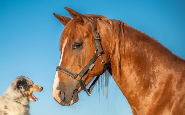 Animal Horse HD Wallpaper | Background Image