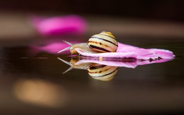 Animal Snail Reflection HD Wallpaper | Background Image