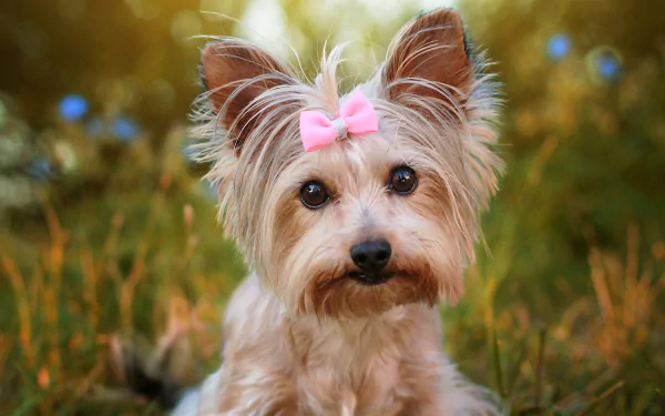 Animal yorkshire terrier HD Desktop Wallpaper | Background Image