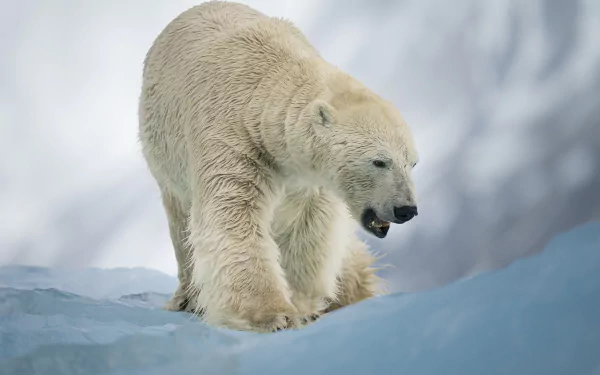 Majestic polar bear in its natural habitat, a high-definition desktop wallpaper background.