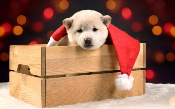 Animal Shiba Inu Dogs Puppy HD Wallpaper | Background Image