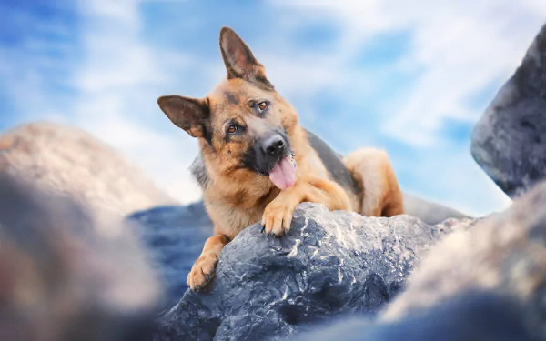 Animal german shepherd HD Desktop Wallpaper | Background Image