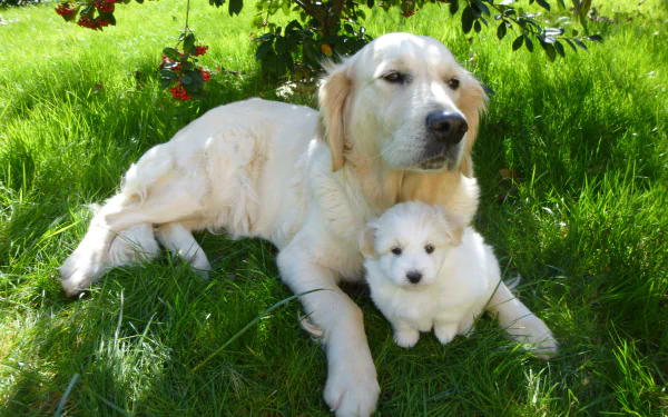 4K Ultra HD PC desktop wallpaper: animal/dog — an adult golden retriever lying on lush green grass with a small white puppy nestled at its paws under leafy shade.
