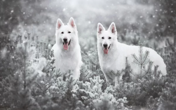Two white Swiss Shepherd dogs stand alert in a snowy forest, captured in a high-definition PC desktop wallpaper showcasing a serene winter scene.