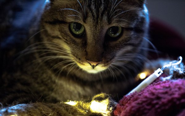 Animal Cat HD Wallpaper | Background Image