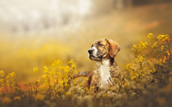 A fluffy puppy with soulful eyes staring into the distance, set against a high-definition nature-inspired desktop wallpaper.
