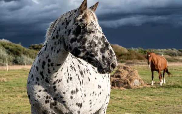A detailed 4K Ultra HD PC desktop wallpaper of a spotted horse in the foreground with a brown horse and a cloudy sky in the background.