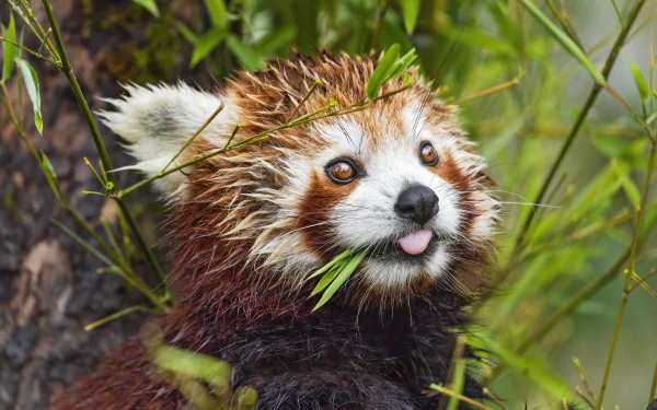 Animal red panda HD Desktop Wallpaper | Background Image