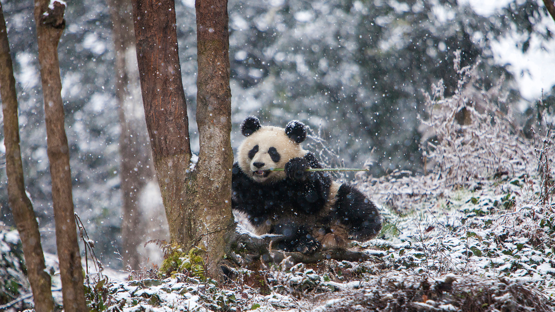 Giant panda at Chengdu Panda Base, China by Jim Zuckerman