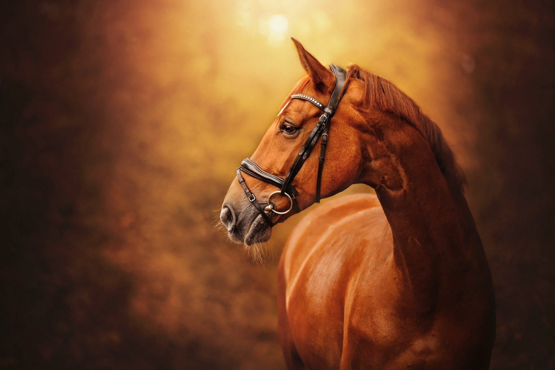 HD PC desktop wallpaper featuring a close-up of a majestic brown horse with a bridle against a warm, glowing background.