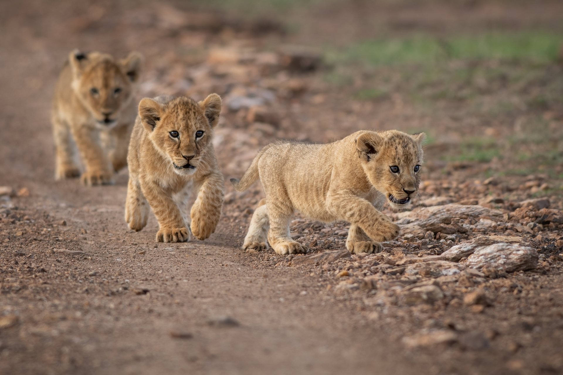 Download Cub Animal Lion HD Wallpaper