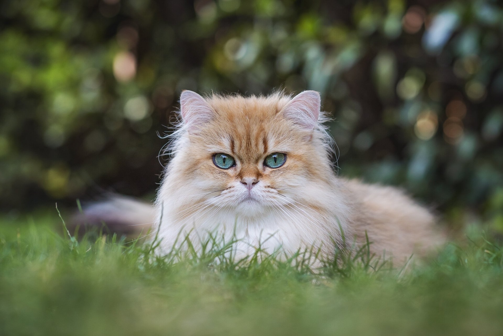 HD PC desktop wallpaper featuring a fluffy cat with striking blue eyes resting on green grass against a softly blurred natural background.