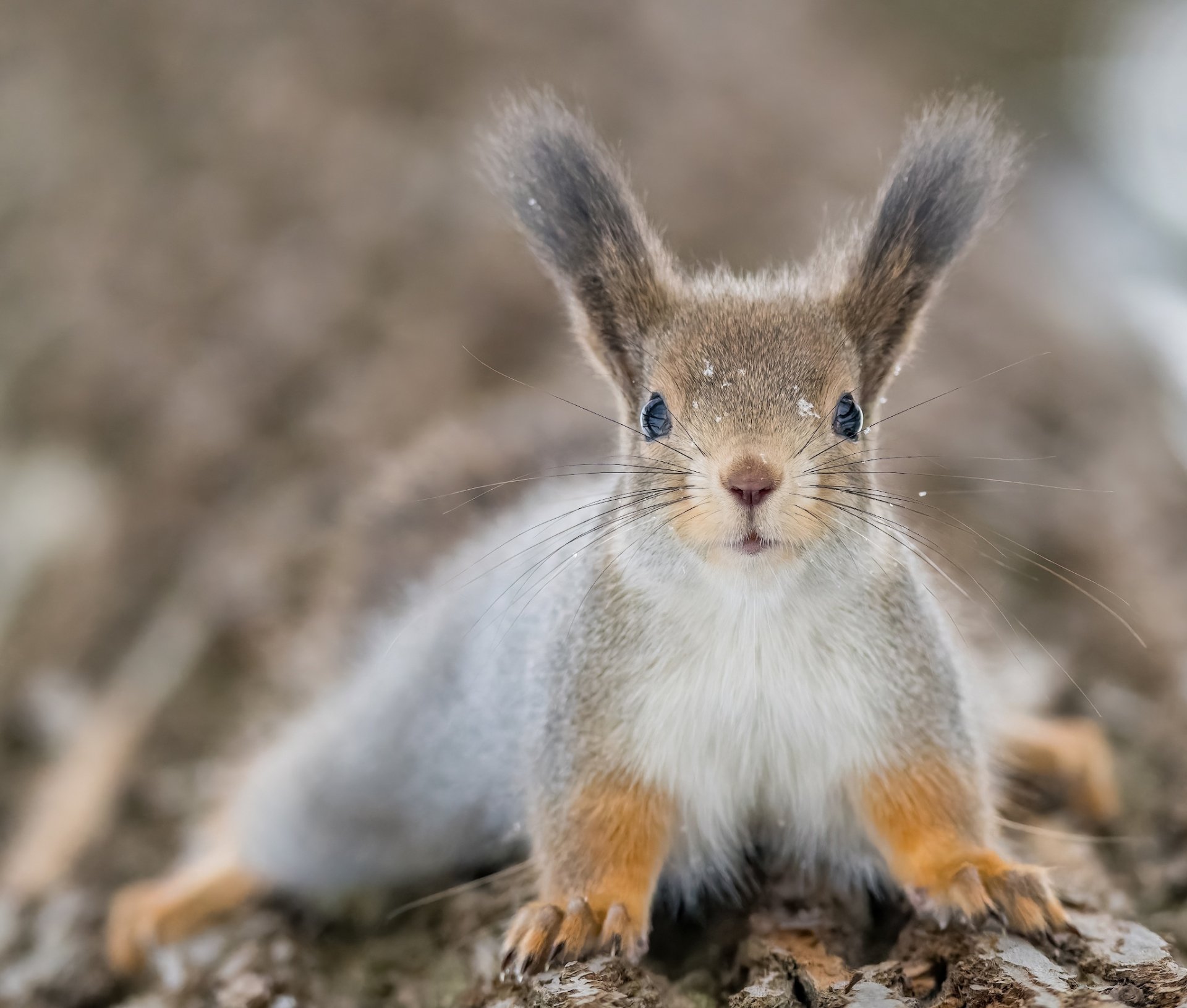 Download Animal Squirrel HD Wallpaper