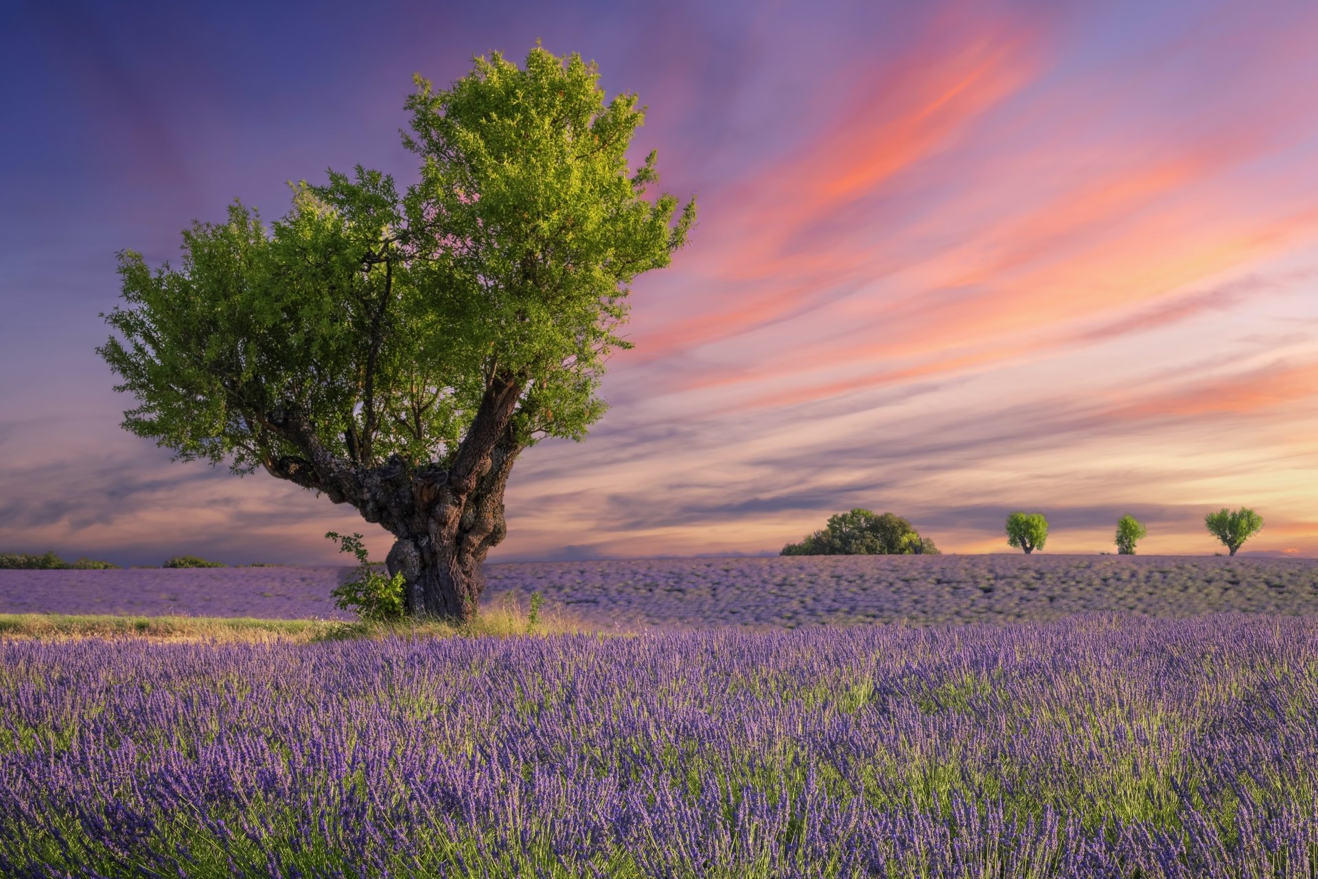 5K Ultra HD PC desktop wallpaper of nature: a lavender field at sunset with a lone tree in the foreground and a vivid, colorful sky.