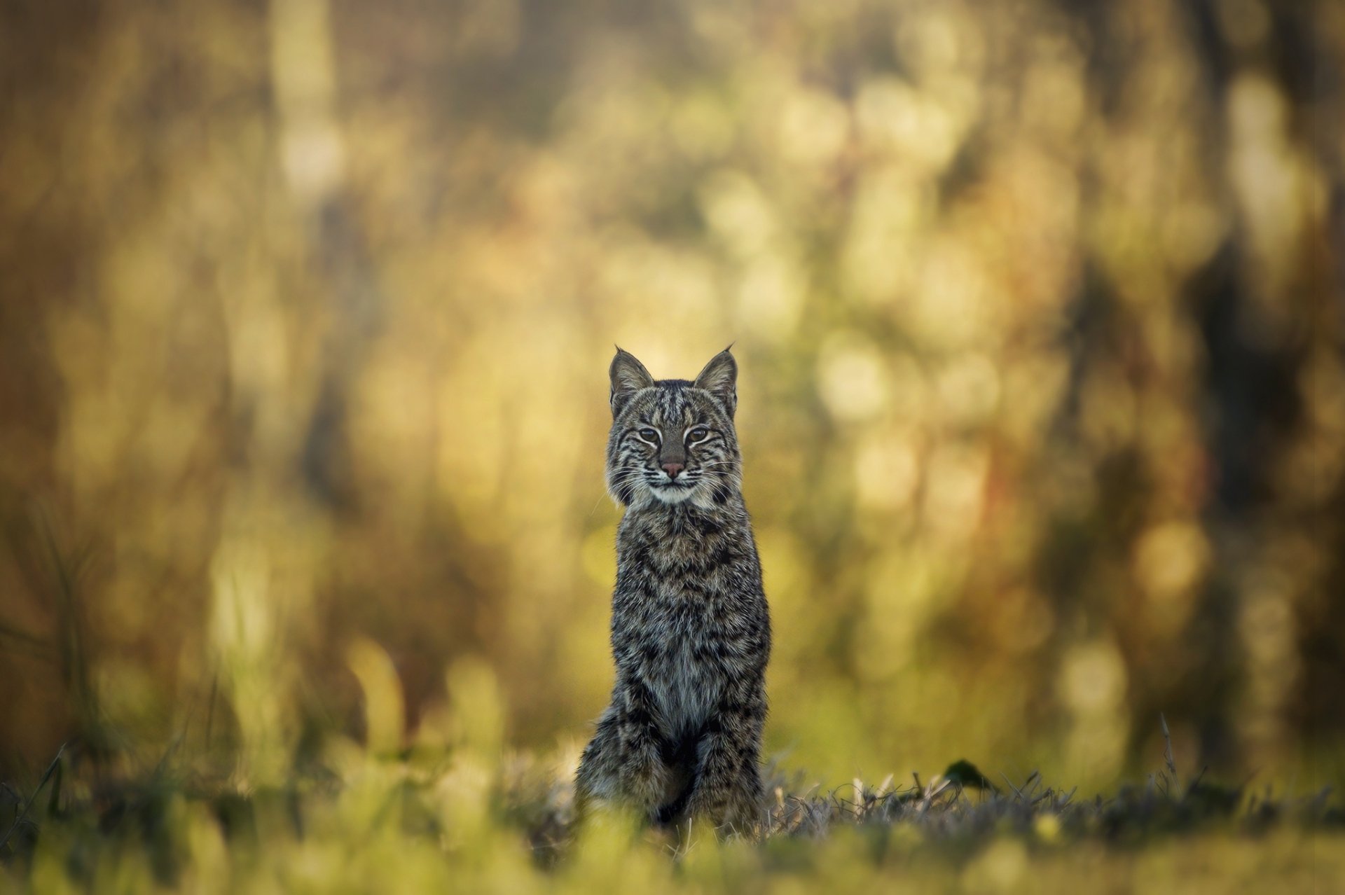 Download Animal Lynx HD Wallpaper