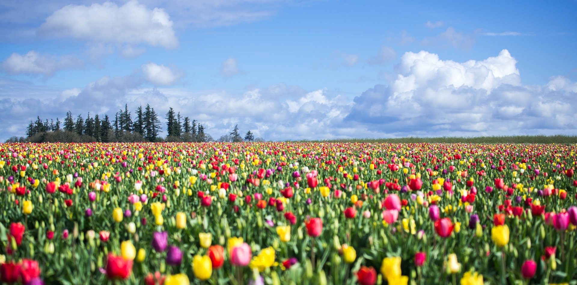 Download Nature Tulip 4k Ultra HD Wallpaper