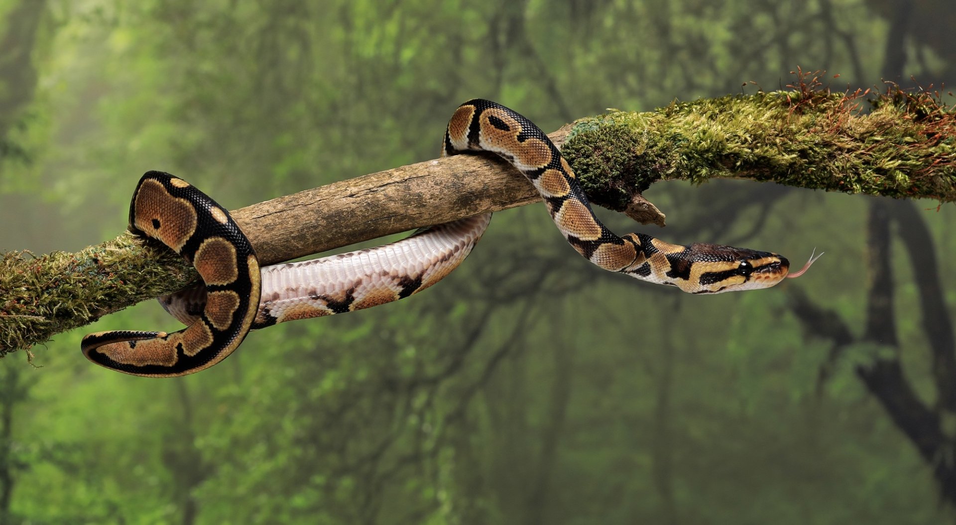 Download Animal Snake HD Wallpaper