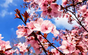4K Ultra HD Sakura Blossoms: Spring's Natural Floral Beauty