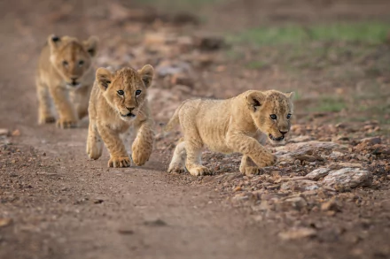 cub Animal lion HD Desktop Wallpaper | Background Image