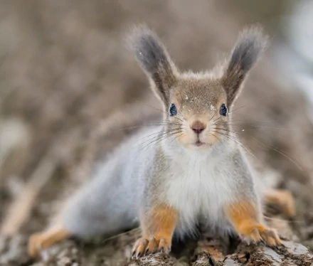 Animal squirrel HD Desktop Wallpaper | Background Image