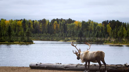 Animal moose HD Desktop Wallpaper | Background Image