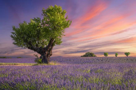 5K Ultra HD PC desktop wallpaper of nature: a lavender field at sunset with a lone tree in the foreground and a vivid, colorful sky.