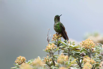  Viridian Metaltail (metallura williami)