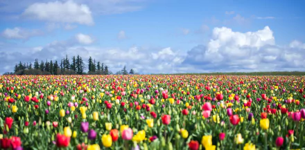 nature tulip HD Desktop Wallpaper | Background Image