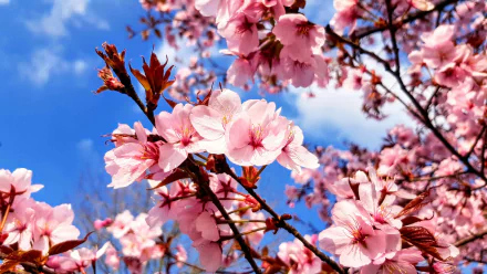 Close-up of vibrant pink sakura blossoms in full bloom against a bright blue sky, capturing the essence of spring in a 4K Ultra HD desktop wallpaper.