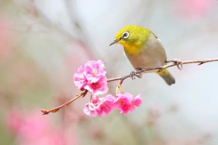 Animal Japanese white-eye HD Desktop Wallpaper | Background Image