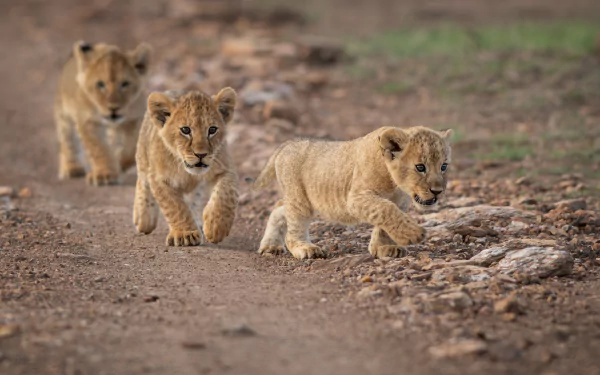 Majestic lion cub on a vibrant nature background, perfect for HD desktop wallpaper.