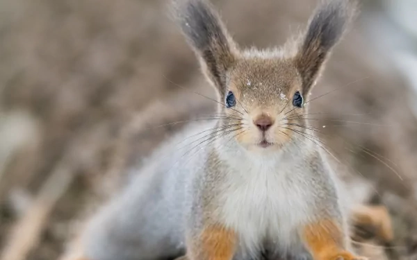 Animal squirrel HD Desktop Wallpaper | Background Image