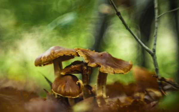 Majestic mushroom in natural setting, perfect HD wallpaper for desktop background.