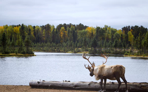 Charming Moose: A Whimsical 4K Ultra HD Wallpaper by QuantumCurator