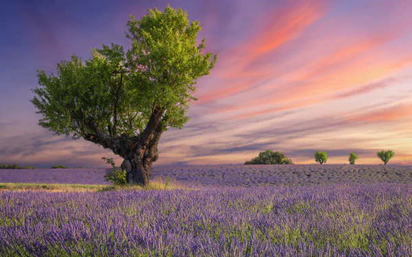 nature lavender HD Desktop Wallpaper | Background Image