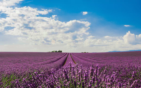 field nature lavender HD Desktop Wallpaper | Background Image