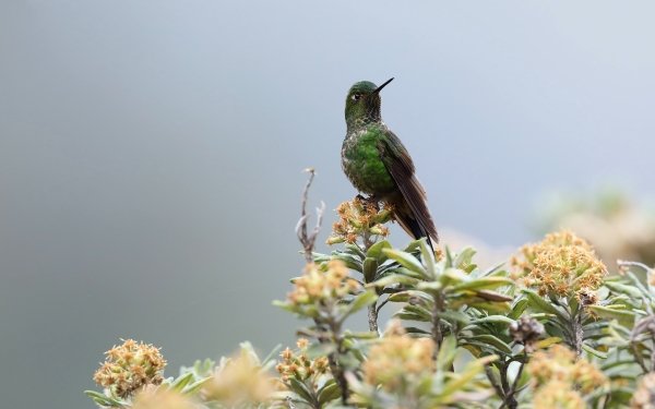 Animal Hummingbird Birds Hummingbirds Viridian Metaltail HD Wallpaper | Background Image