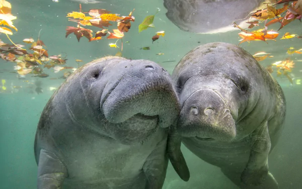 HD PC desktop wallpaper background of two manatee animals nuzzling underwater amid floating autumn leaves.